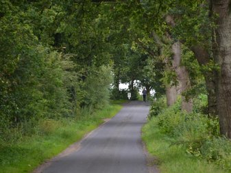 stark bewaldeter Weg