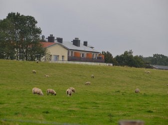 Schafe weiden auf einer gründen Wiese, im Hintergrund steht ein gelbes Haus